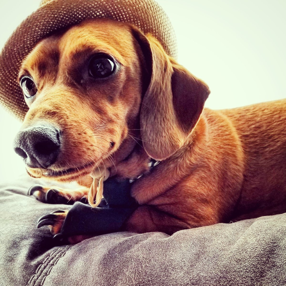 SparkysWork's tweet photo. This is Oscar Mayer Weiner  #gmmreadypetgo https://t.co/qy3ntcIopN