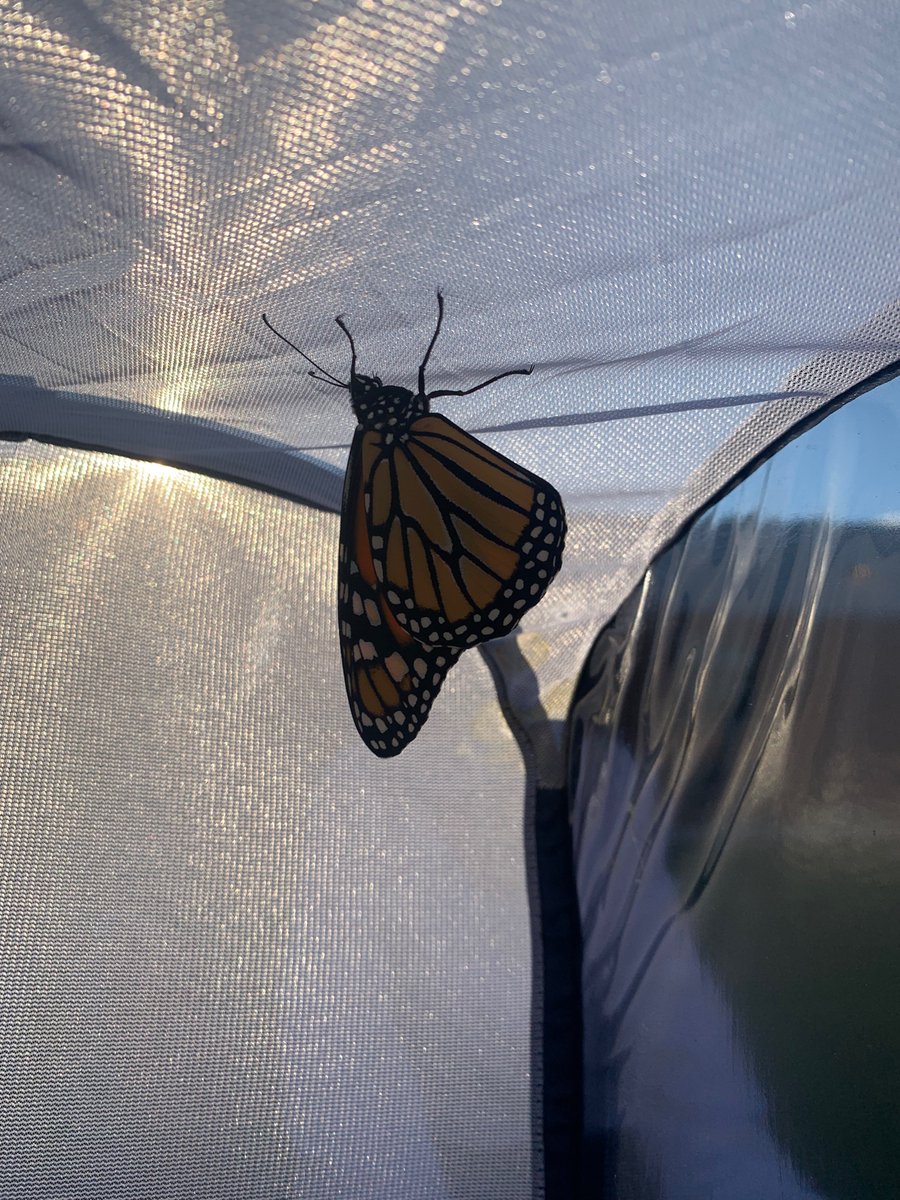 MsDalseysClass's tweet photo. From caterpillar to butterfly! Our first Monarch release of the year! @PtPleasantAACPS @AACountySchools #funinfirstgrade https://t.co/uWtBAwKY82