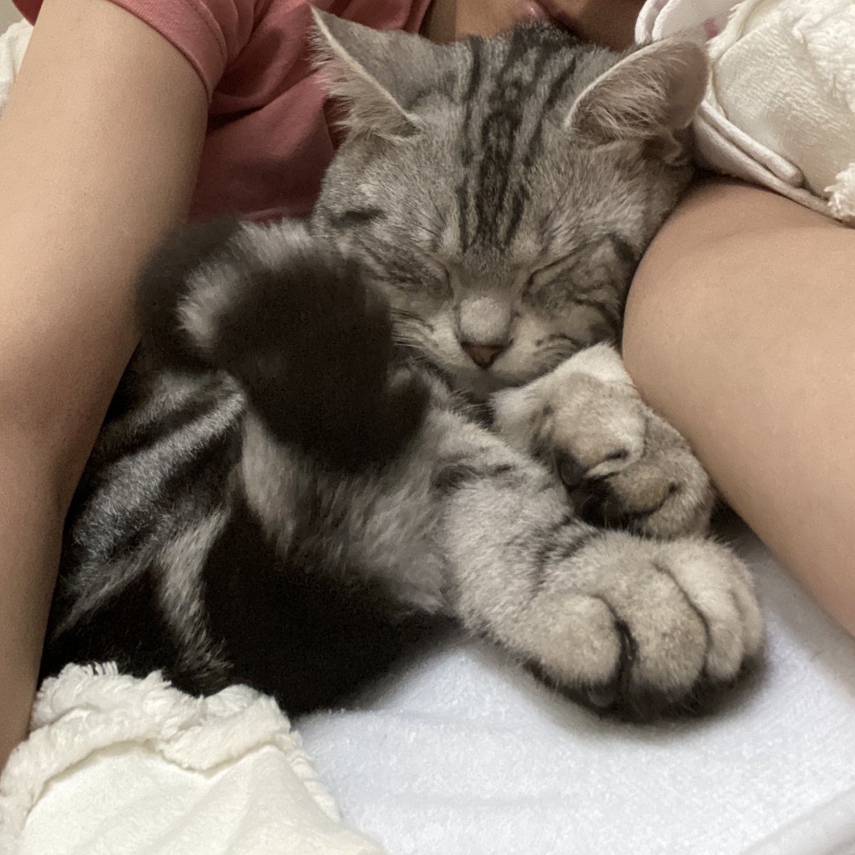 くうちゃん 🐈‍⬛くうちゃん♂ (@Kuuchan_0614) / Posts / X