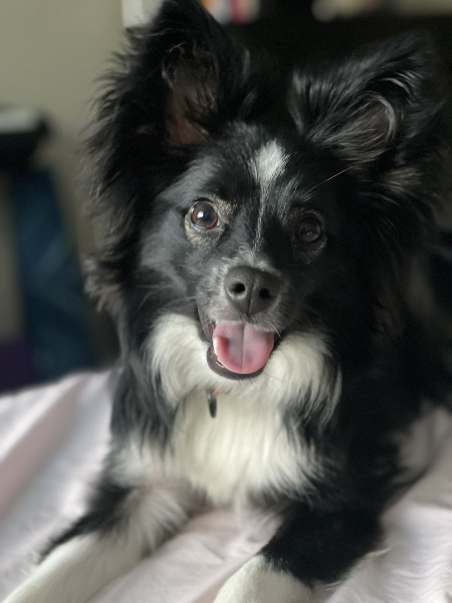 megbunn's tweet photo. Happy 1st bday to my wild baby 😭💖 https://t.co/jgn2cCphn7