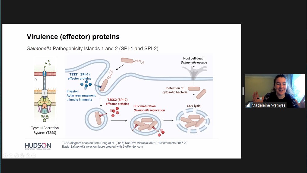 Vik Eng (@eng_vik) on Twitter photo First up and kicking ass at #MUMPS21! Nice comprehensive talk on Salmonella driven regulation of host cell death by the best lab bud <a href="/MaddieWemyss/">Maddie Wemyss</a> 💪 <a href="/CiiiD_Hudson/">CiiiD Hudson</a> @JacPearson_79 First up and kicking ass at #MUMPS21! Nice comprehensive talk on Salmonella driven regulation of host cell death by the best lab bud <a href="/MaddieWemyss/">Maddie Wemyss</a> 💪 <a href="/CiiiD_Hudson/">CiiiD Hudson</a> @JacPearson_79