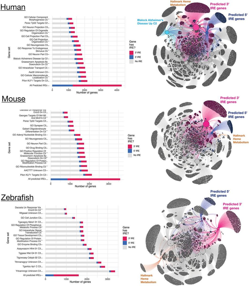 For those interested in exploring iron homeostasis in #RNAseq datasets, my revised manuscript describes a useful gene set approach:

Iron Responsive Element (IRE)-mediated responses to iron dyshomeostasis in Alzheimer’s disease biorxiv.org/content/10.110… #bioinformatics