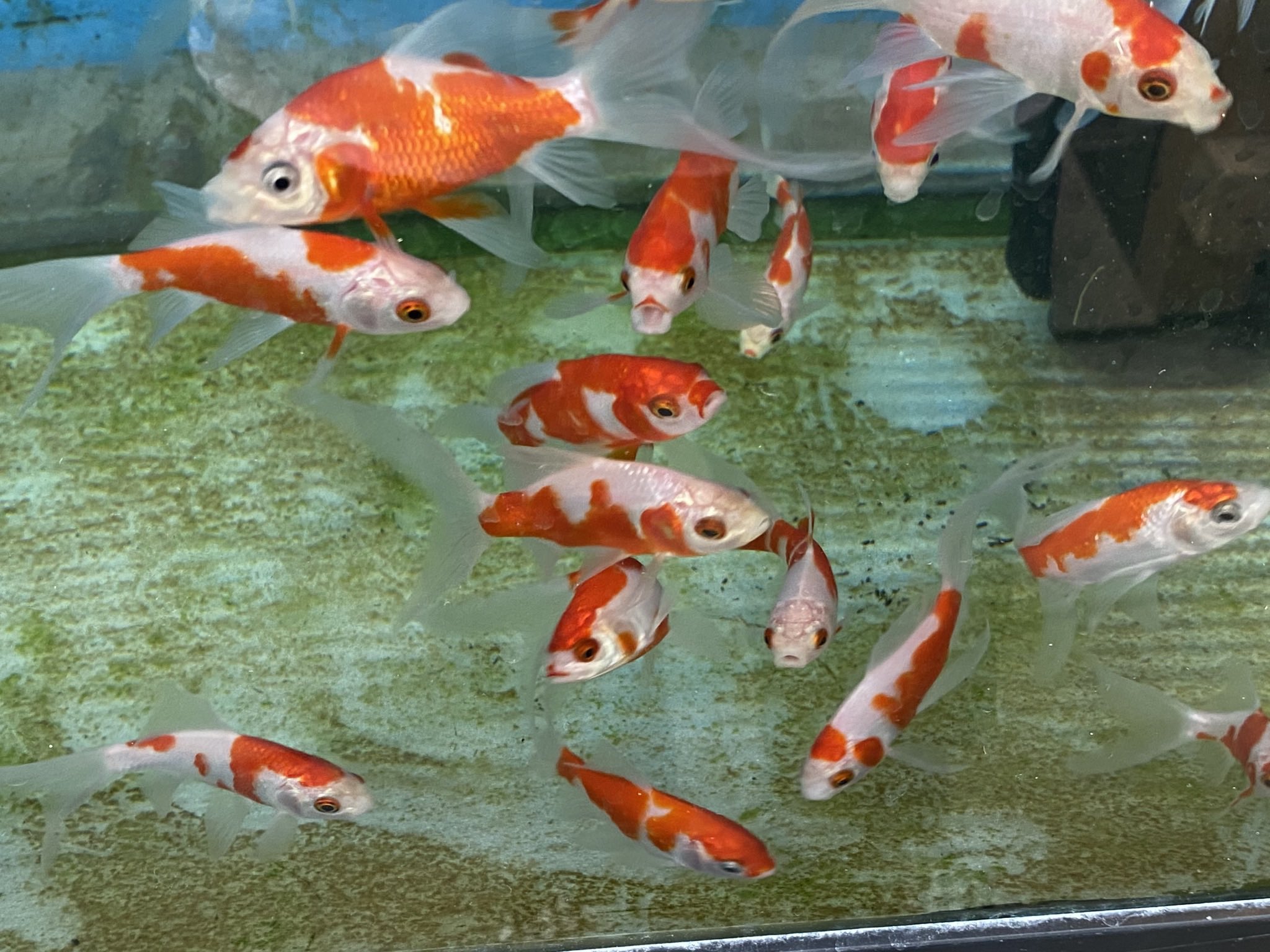 お祭り☆うさきさん☆金魚すくい