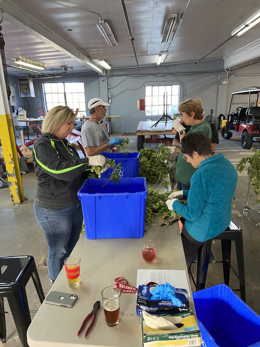 CareyBrewing's tweet photo. Great night at CBS as we harvested our Arcadian Hops that grew in our patio over the summer. With the assistance of Carey volunteers, we hand picked the crop and added the hops in as a “wet” hop batch to our Mr. C “Hayes-e” IPA. Check back in 3 weeks for a tasting. #ohiohops https://t.co/tWd44q7woP