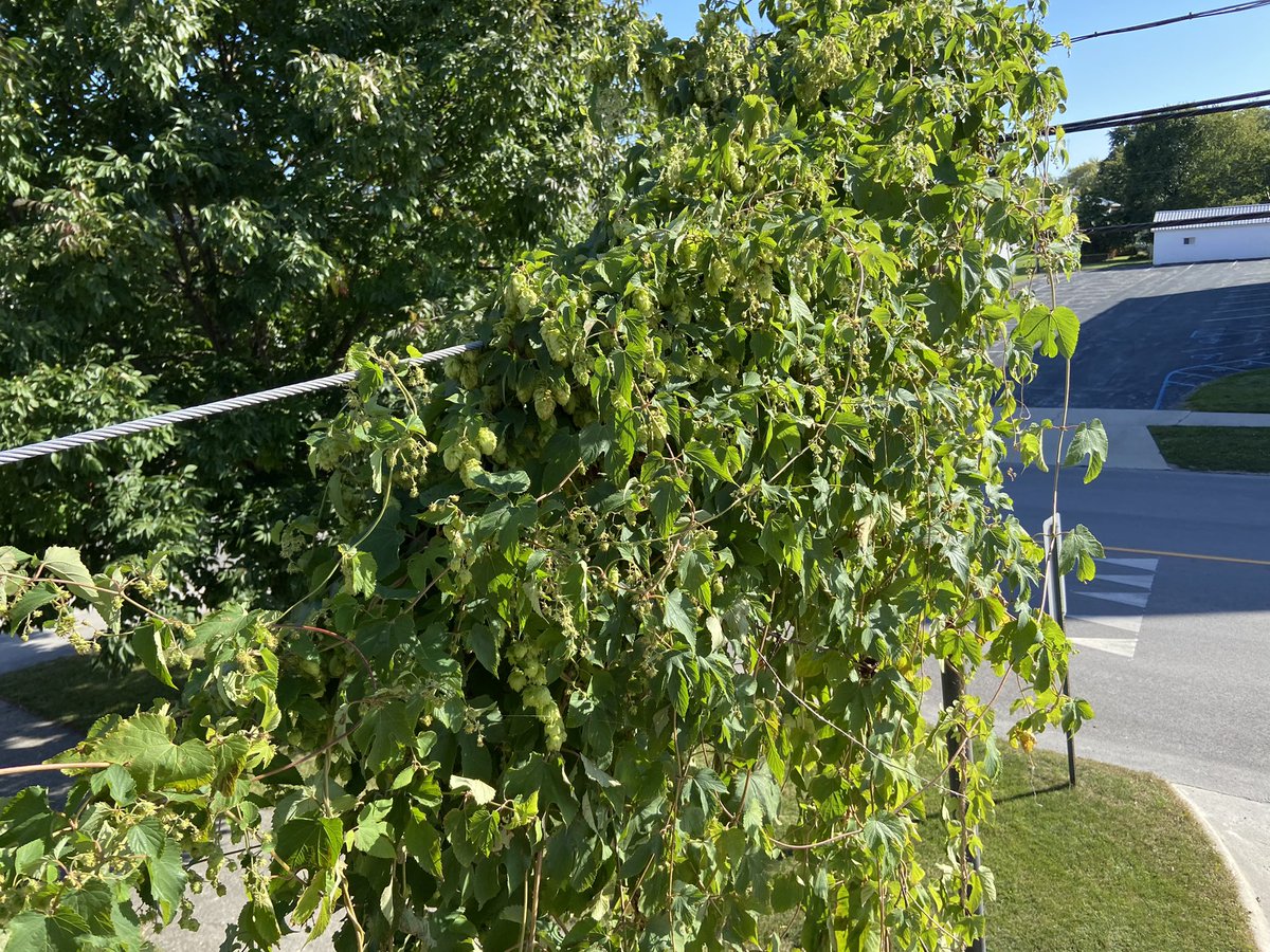 CareyBrewing's tweet photo. Great night at CBS as we harvested our Arcadian Hops that grew in our patio over the summer. With the assistance of Carey volunteers, we hand picked the crop and added the hops in as a “wet” hop batch to our Mr. C “Hayes-e” IPA. Check back in 3 weeks for a tasting. #ohiohops https://t.co/tWd44q7woP