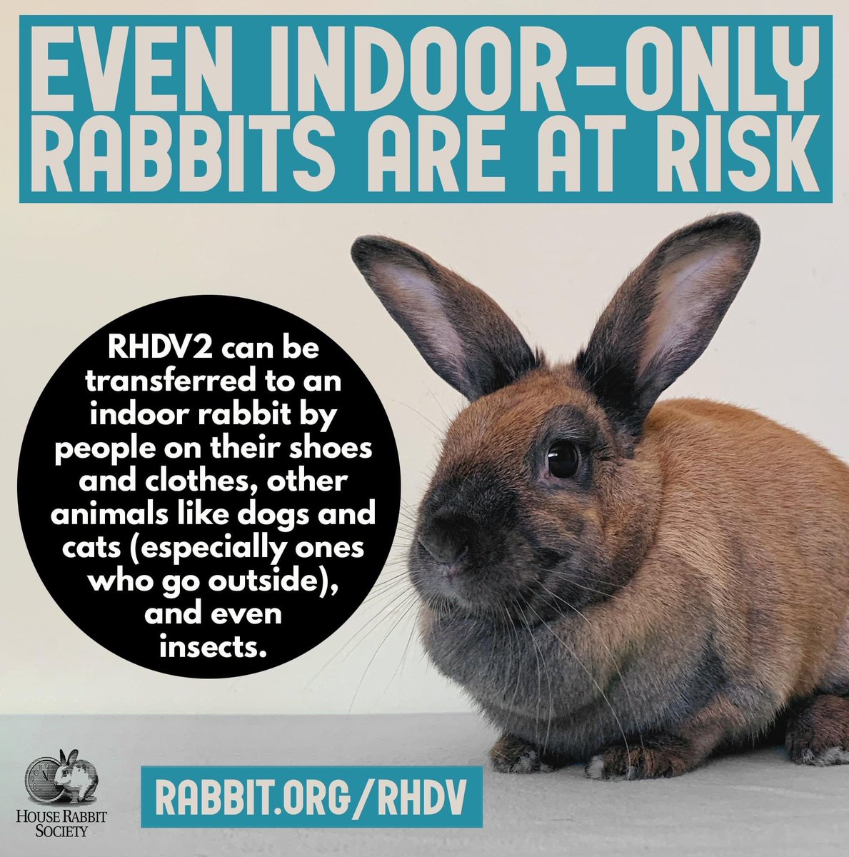 HouseRabbit's tweet photo. Even indoor-only rabbits are at risk of Rabbit Hemorrhagic Disease Virus Type-2 (RHDV2). In the 2020-21 N. American outbreak, officials report a death rate of about 90%. Biosecurity precautions should be taken by rabbit guardians, including vaccination. 

https://t.co/4gJvGL5IpB https://t.co/wDVDtJqggt