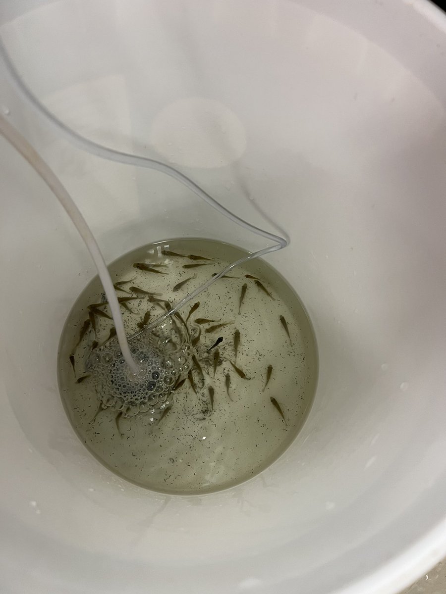RobJacksonSMS's tweet photo. We have fish! PBL is fun and effective, but sometimes it feels one step short of chaos! https://t.co/gwKpy9yinf