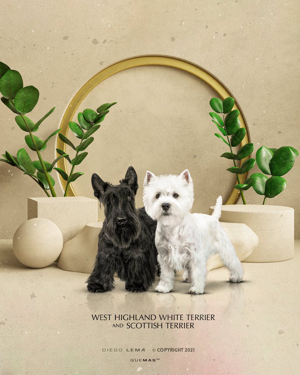 quemas's tweet photo. New Project - Coming soon! #quemas #branding #brandingrefresh #diseñográfico #kennel #scottish #scottishkennel #scottishterriersofinstagram #dogskennel #kennel #westy #westhighlandwhiteterrier #westie #dogskennel #kennel #scottland https://t.co/cnRlkt6BAT