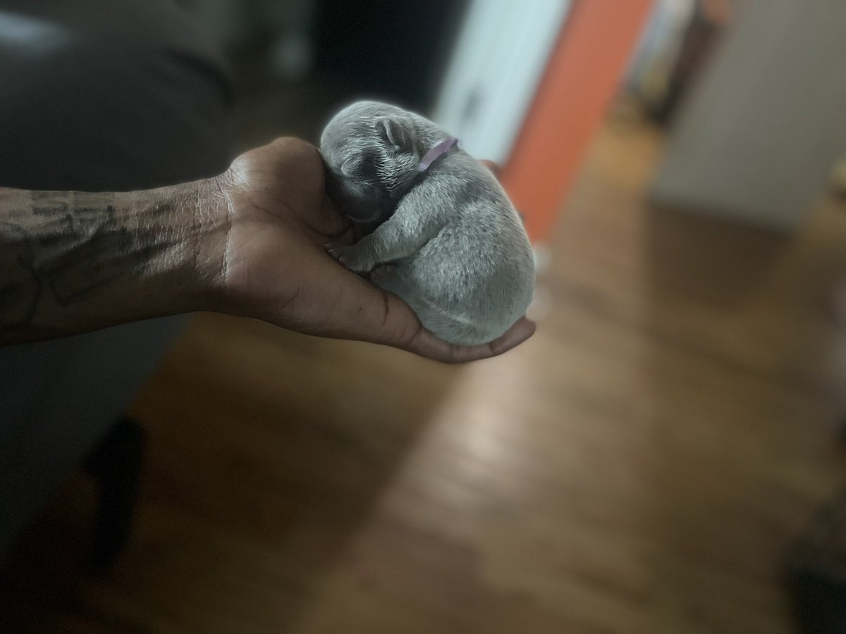 BHExotics_'s tweet image. 🟢🟢