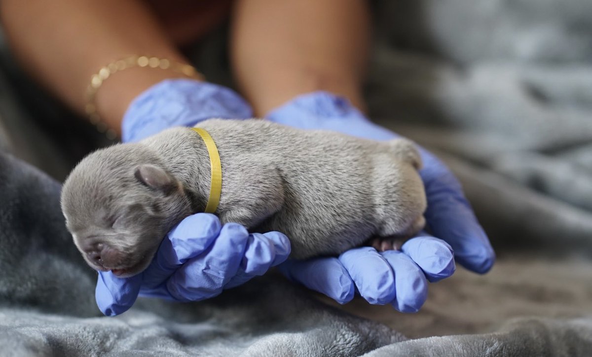 BHExotics_'s tweet image. 