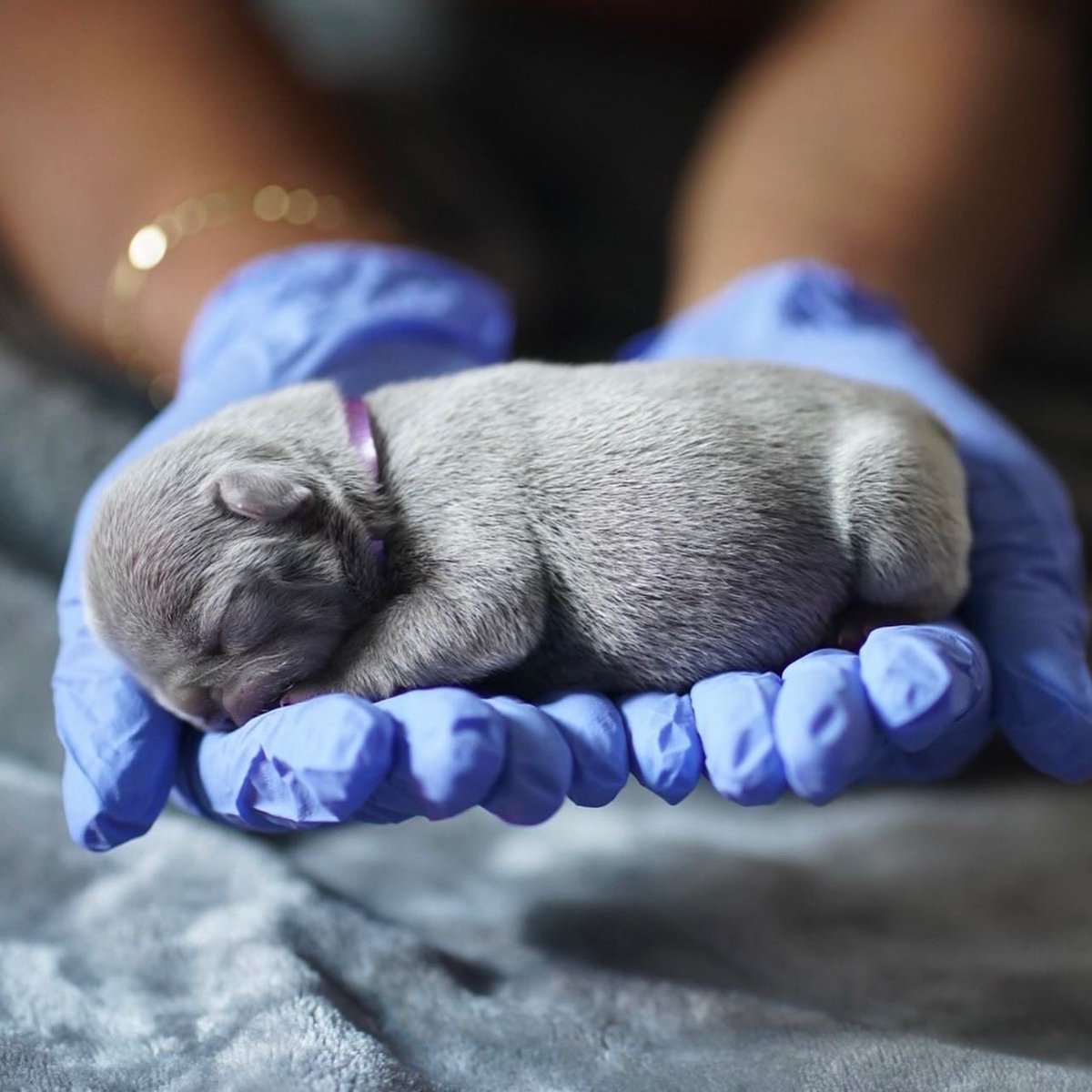 BHExotics_'s tweet image. 