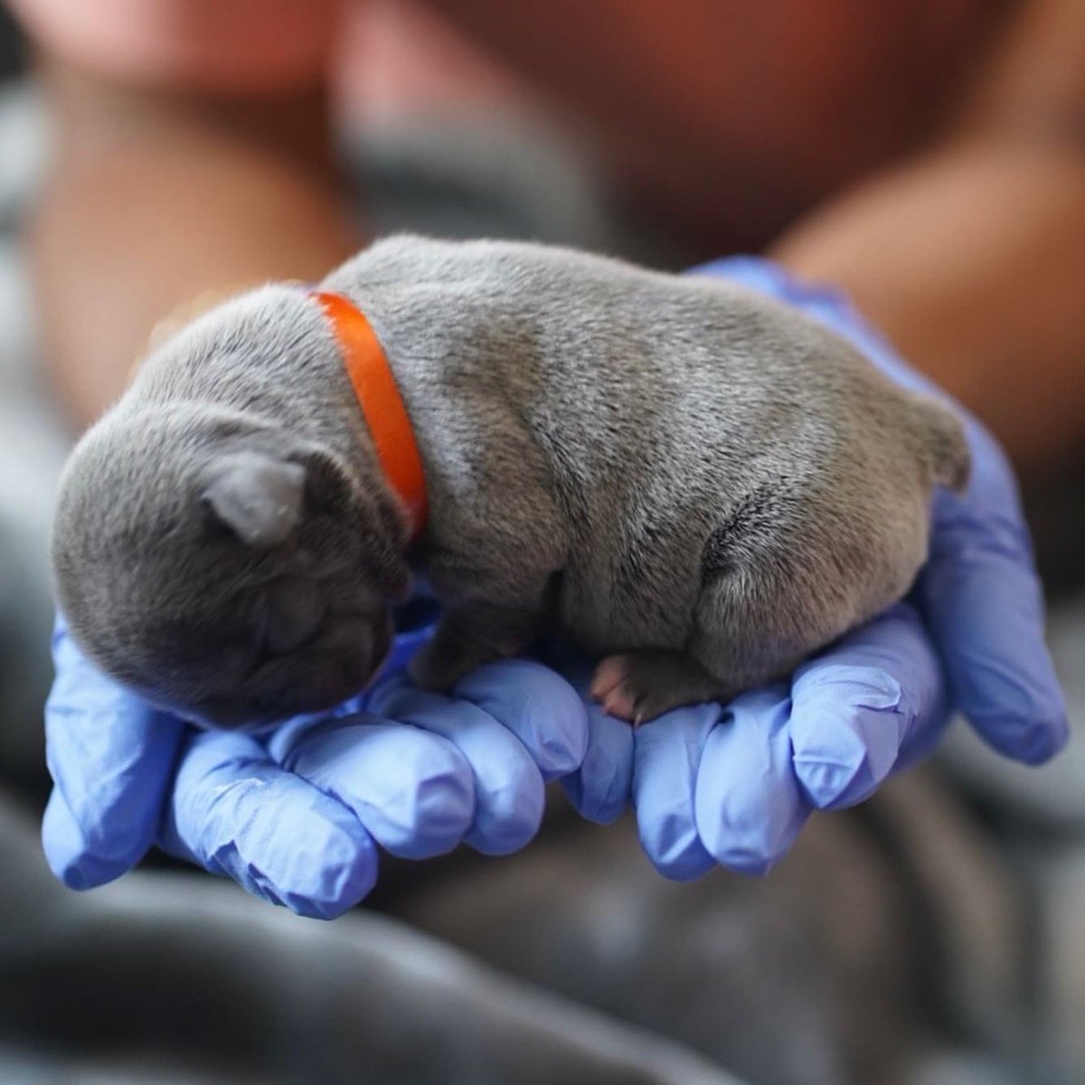 BHExotics_'s tweet image. 