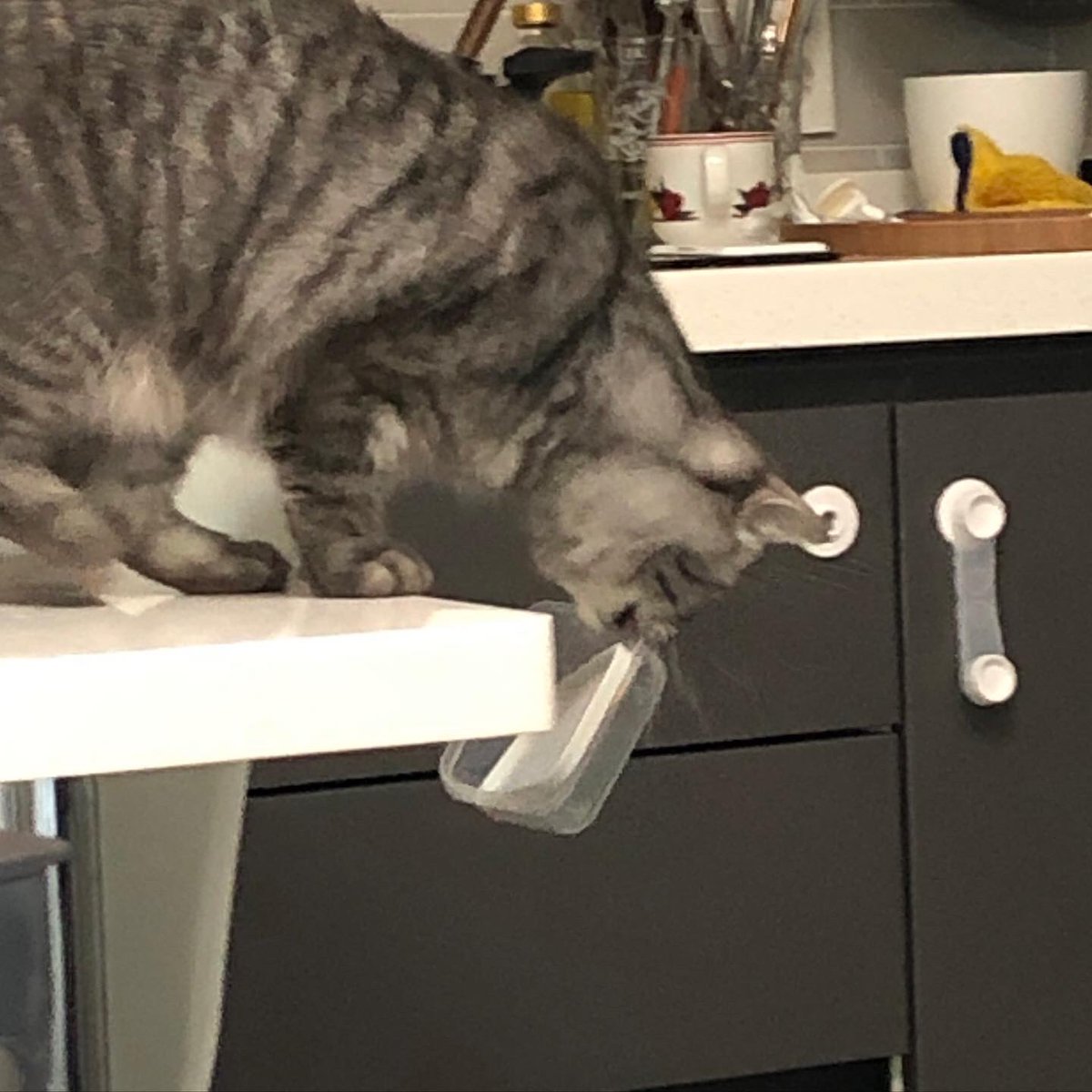 KittyCatCharlie's tweet photo. I FED HER FOR SURE!!
-Ghostlady https://t.co/gAUToYLbhY