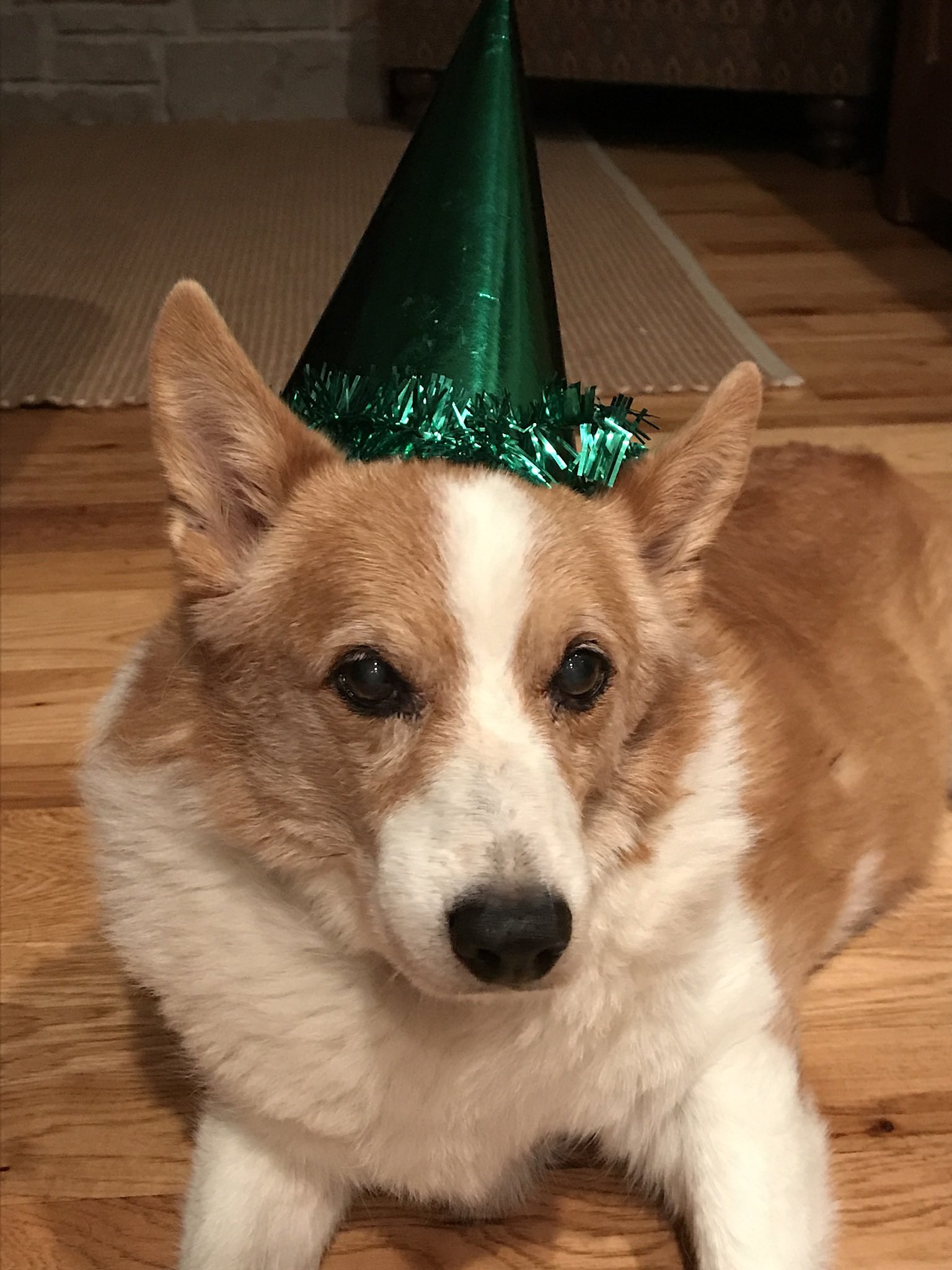 Amy Williams on Twitter "JLS_Longview Nipper on his 15th