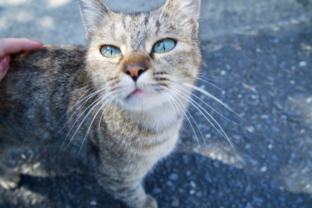 MfcvX's tweet photo. 猫は癒し！#写真好きな人と繋がりたい #写真撮ってる人と繋がりたい #写真 #写真部 #写真好き #写真垢 #カメラ #カメラ女子 #カメラ好きな人と繋がりたい  #フィルム #pictures #memory #photomemory #film #film_jp  #picture #camera #ねこ https://t.co/Kpe5NGj8xt