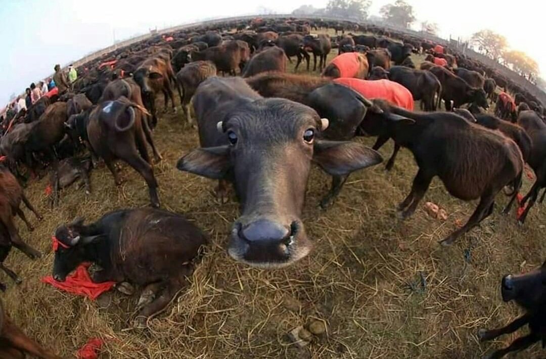 JyotiRampal1's tweet photo. #GoVegan
Killing of animals is a heinous crime. Start creating #peace with everything that exists on earth.
Stop Killing Animals https://t.co/OBhhl6M0sr