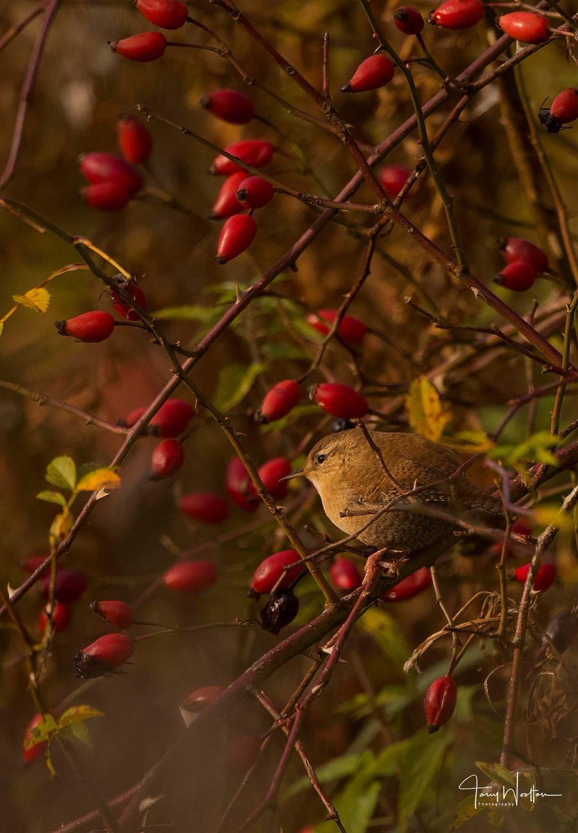 RT @tonywootton7: Watching the World go by …
Little Jenny Wren amongst the Rosehip’s. https://t.co/hbxdB9u5Q4