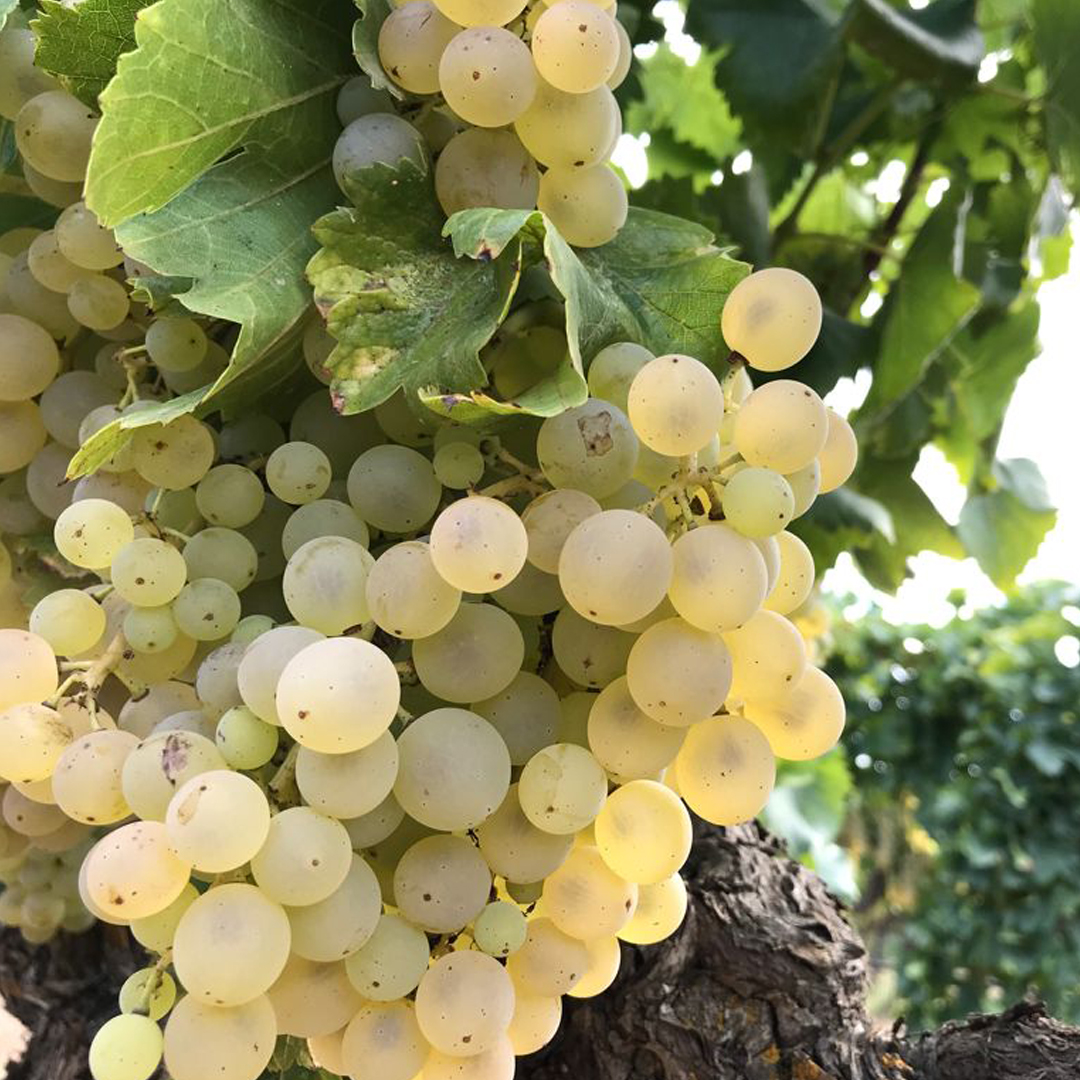 Últimes setmanes difícils per al treball de pagès 👨🏻‍🌾 degut a les condicions meteorològiques 😢. S'ha perdut bona part collita raïm 🍇 i oliva.

Las últimas semanas han sido difíciles para campesinos 👨🏻‍🌾debido a condiciones meteo😢. Pérdida de parte de las cosechas 🍇 y aceitunas.