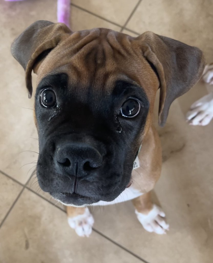 BarkBustersPhx's tweet photo. #BarkBustersPhoenix had a revisit with this two #boxer #puppy littermates. Today was their second visit and theyβre doing so well with basic manners, house training, jumping, and mouthing. #puppytraining #startingoffright #dogtraining https://t.co/WlDVSPksB5