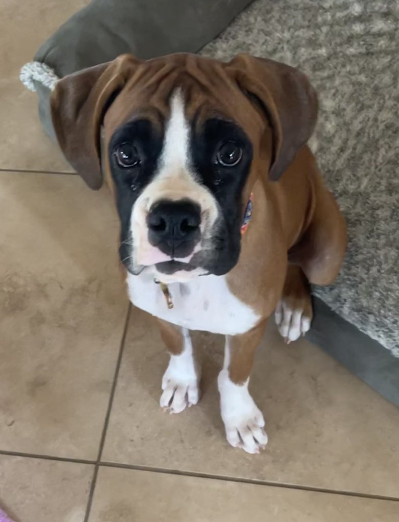 BarkBustersPhx's tweet photo. #BarkBustersPhoenix had a revisit with this two #boxer #puppy littermates. Today was their second visit and theyβre doing so well with basic manners, house training, jumping, and mouthing. #puppytraining #startingoffright #dogtraining https://t.co/WlDVSPksB5