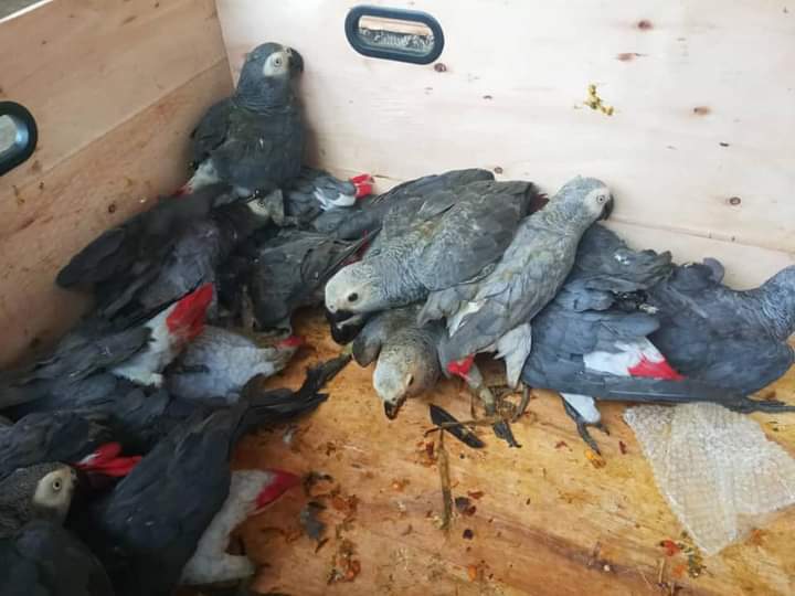 Two wildlife smugglers caught in Cameroon with these CAGs. 
Until people stop supporting the trade this will not stop 😪
#stopWildlifeTrade