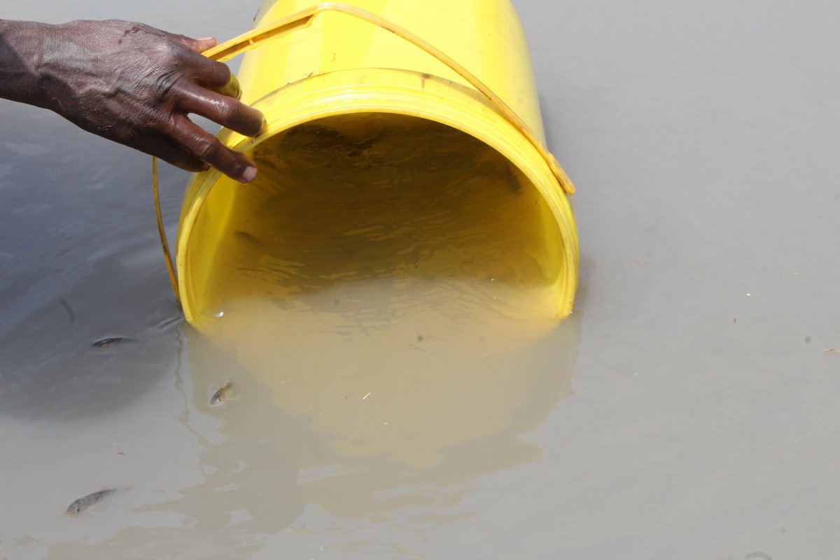 Fish Pond monitoring at Nyoka Fish Farmers Club in Mchinji District.  Part of the #NirasCASA funded Aquaculture Project with <a href="/ClintonFdn/">Clinton Foundation</a> in #Malawi