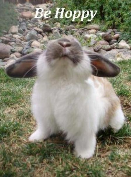 RabbitEveryHour's tweet image. 