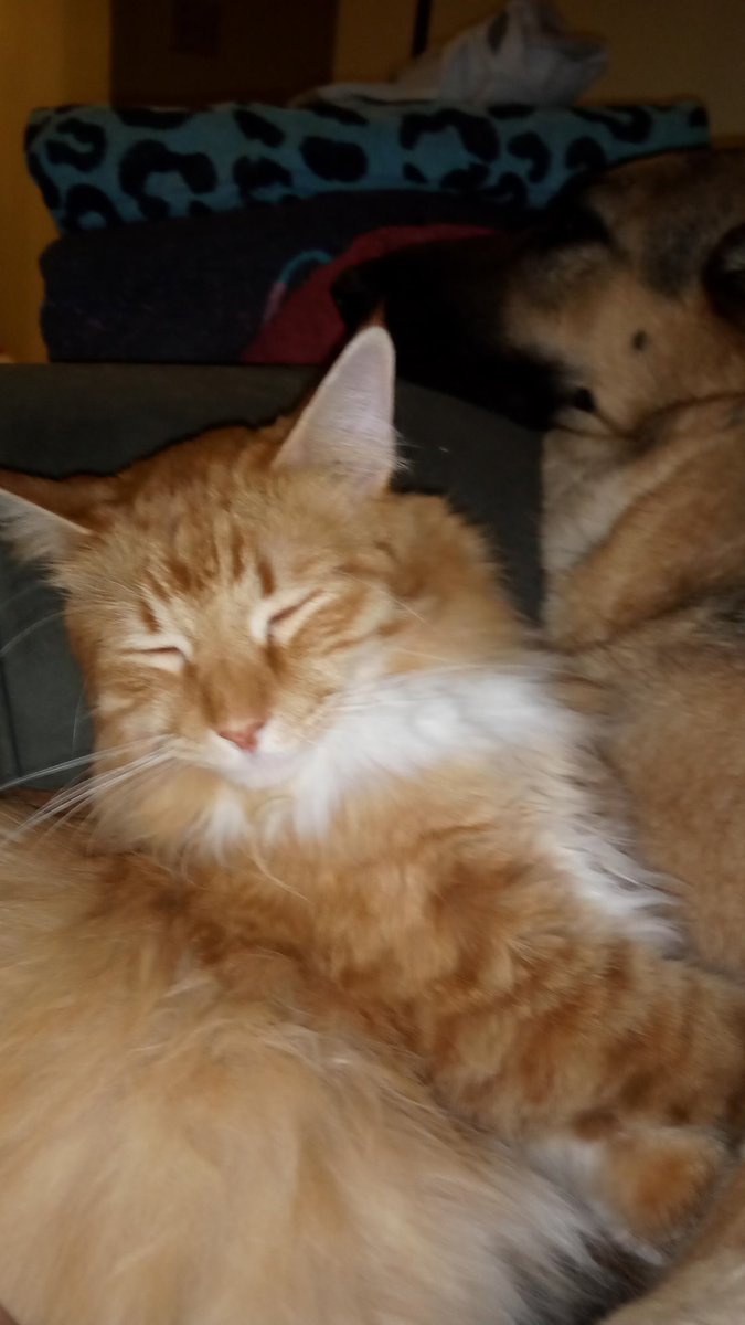 //OOC// 

have a dog and a cat .