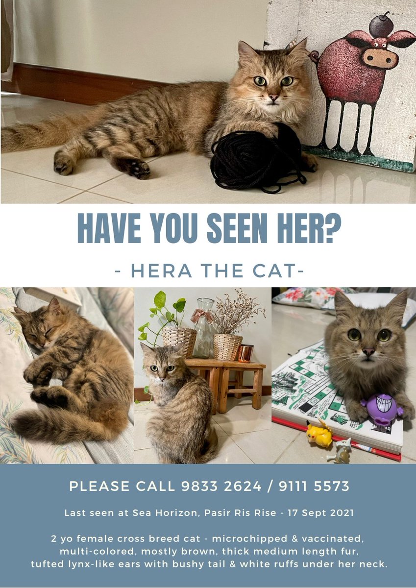 friends in SG pls help to RT / share around if you can! helping to post on behalf on a friend... hopefully the missing cat can be found soon 😔