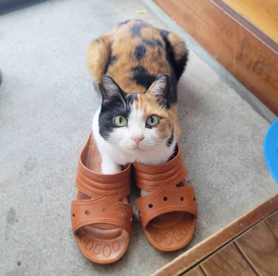 猫もスリッパを履く時代！玄関にて〜。