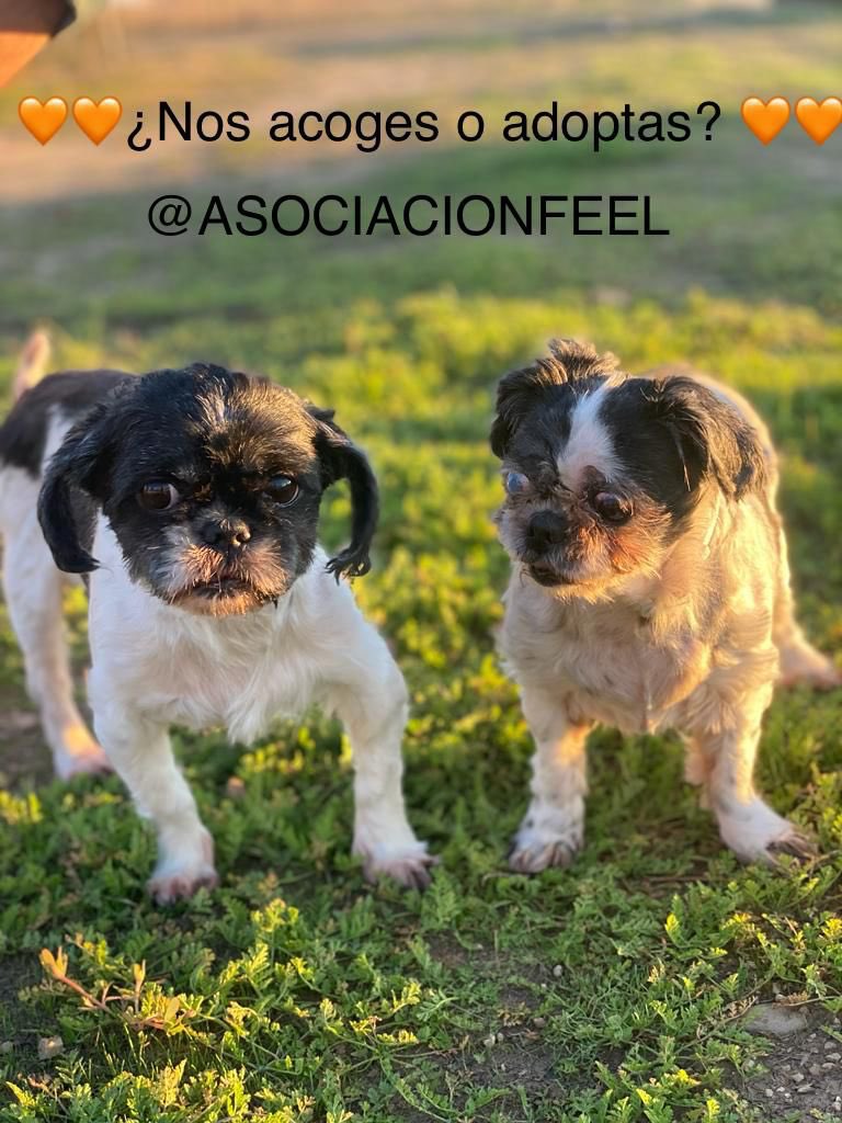 Cana(14) y Roco(9), dos Shih tzu adorables, buscan acogida o adopción. Buenos, simpáticos, cariñosos y sociables con otros animales. Todo el amor concentrado en dos pequeños frasquitos.
¿Te animas?