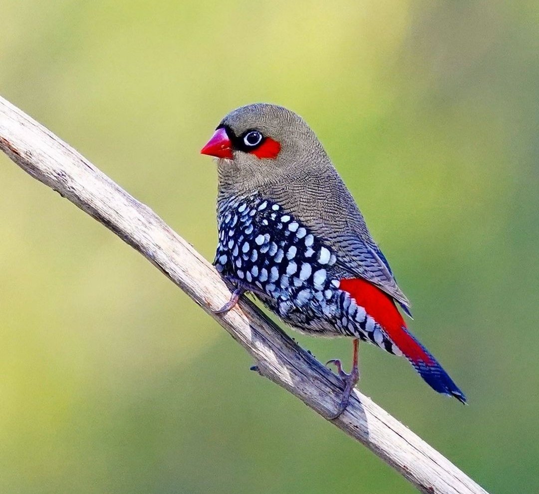 Red-eared firetail 🥰😍❤
#bird #birds #nature #naturelovers https://t.co/CXzVRvd4iT
