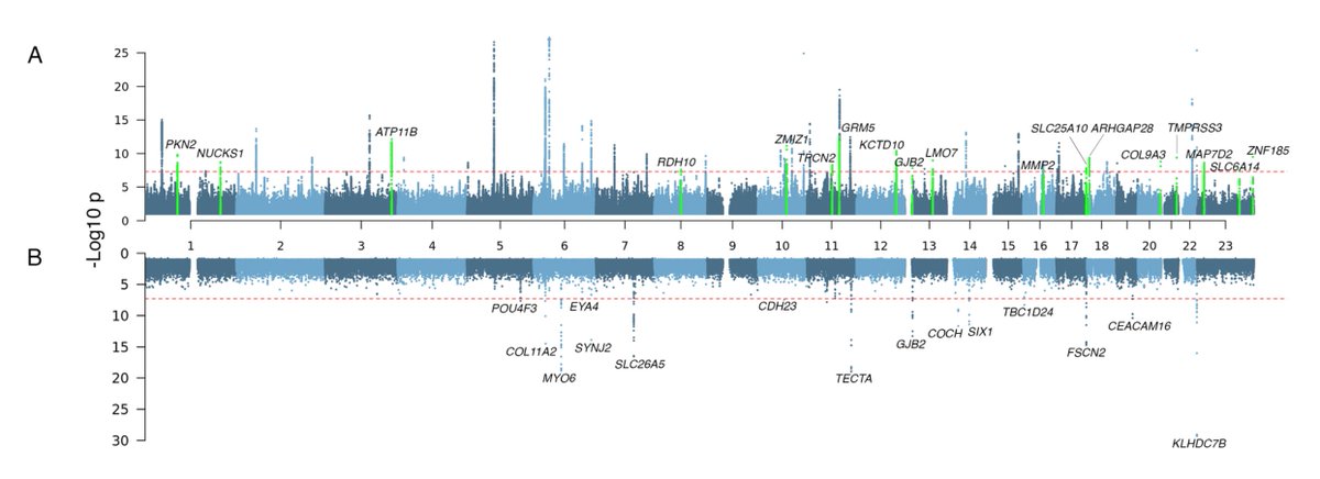 My colleagues at Regeneron have preprinted an another beautiful paper today on the genetics of hearing loss in a large sample size that includes > 430k exomes. medrxiv.org/content/10.110…