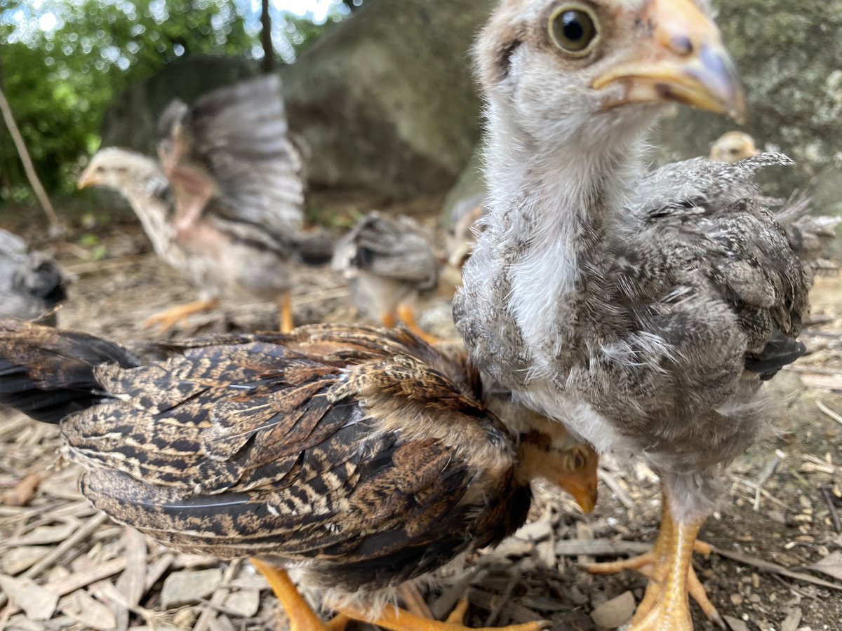 にわとりの家 (@lovechickens86) / Posts / X