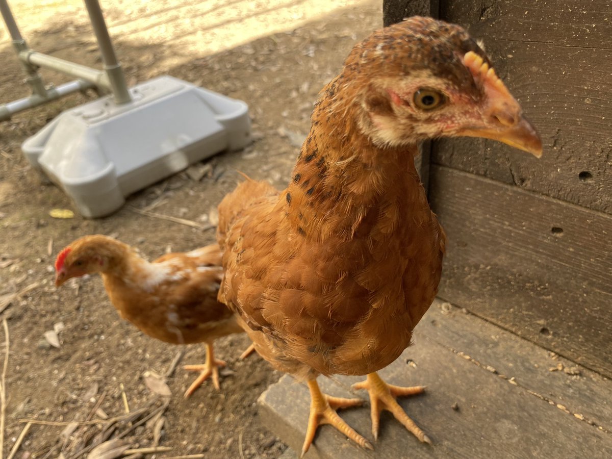 にわとりの家 (@lovechickens86) / Posts / X