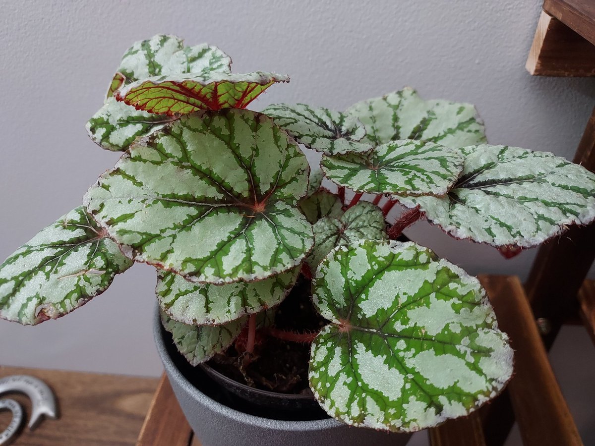 amandabob0's tweet photo. Say hello to my Rex Begonia. It's absolutely stunning, with deep red stems, silvery green leaves with dark green surrounding the silver/red veins.  This group of plants has like 500 different cultivars! Anyone know the name of this one? 
#Plants #Begonia #RexBegonia #Friends https://t.co/MREk5eJ227