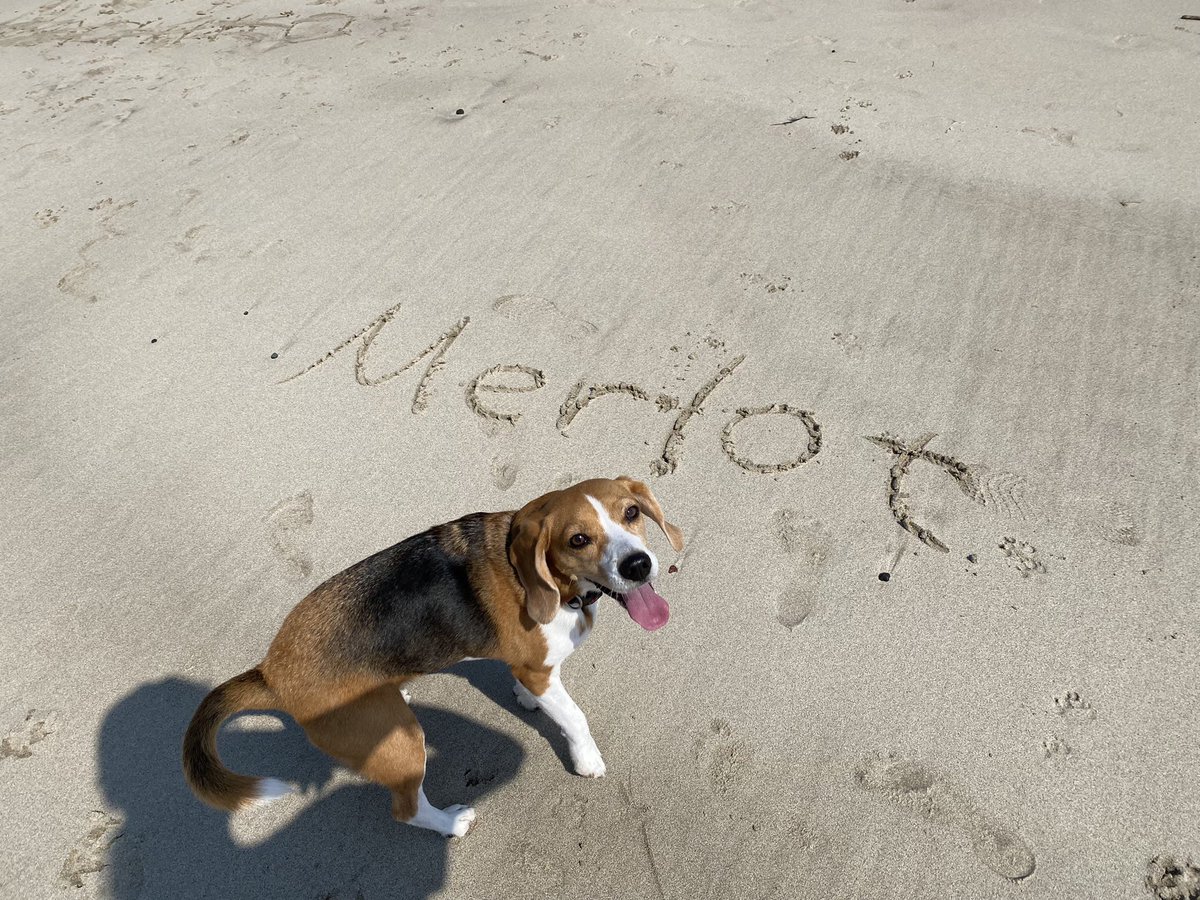 ✨🌊⛱‼️
#beagle #ビーグル #海 #beach
