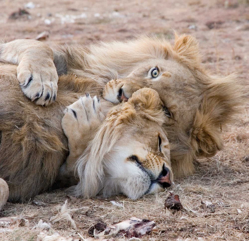 marie_nassar's tweet photo. Good morning Twitter-Friends…Happy Thursday💗🦁🦁🌾

#ThursdayThoughts 🌼 #CoffeeLovers ☕️ #Autumn 🍁 #StaySafe 🌸 #BeKind 💗 https://t.co/X9Fudu6WIT