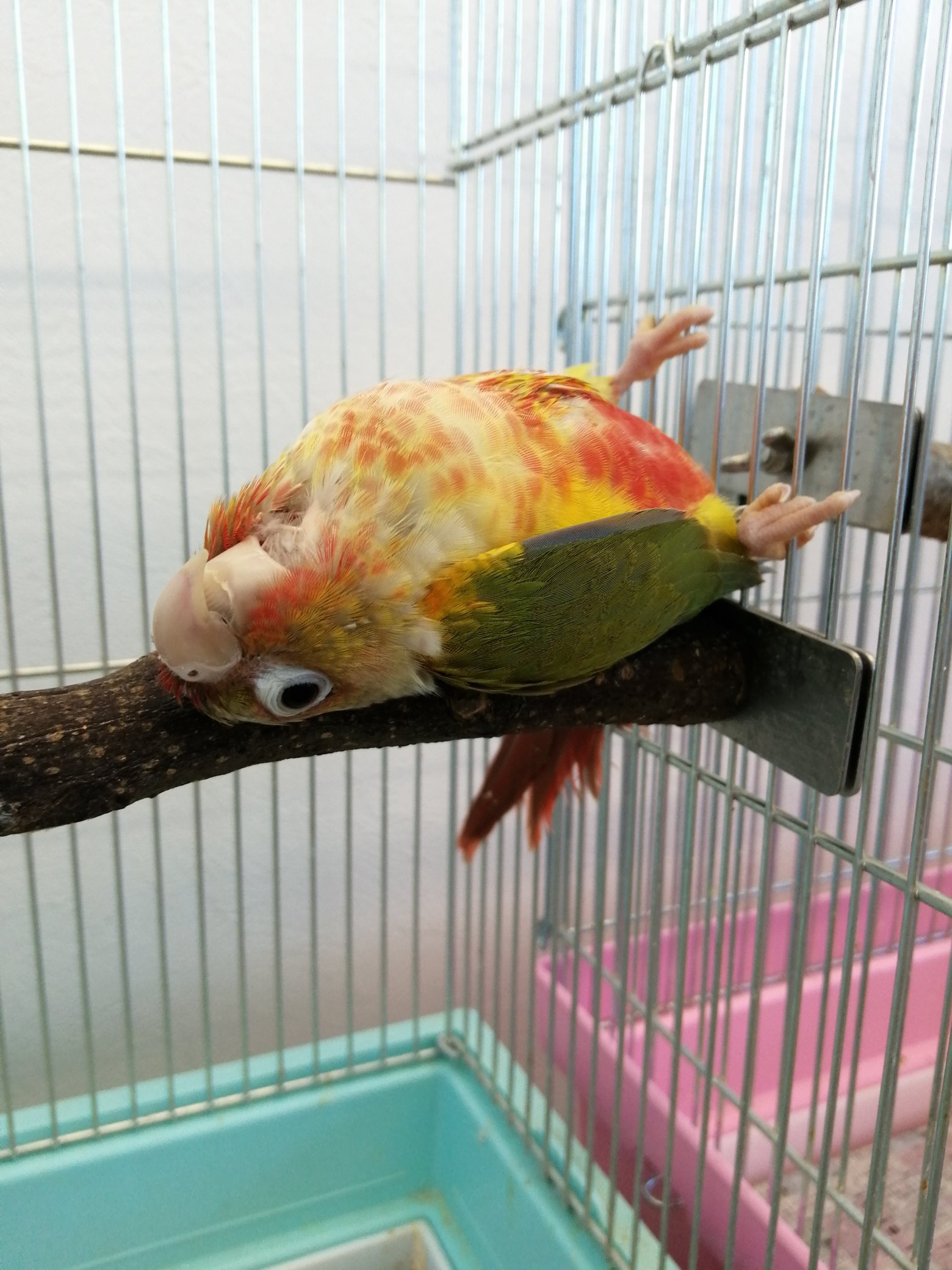 【ウロコインコ】インコのあんまりすぎる寝相にドキッ！のサムネイル画像