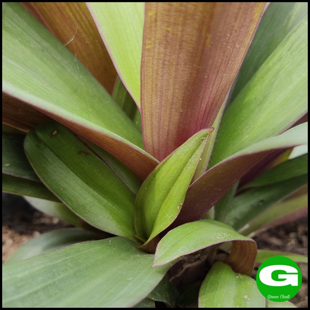 greenchats's tweet photo. Tradescantia Spathecea
#greenchats #plants #foilage #myterracegarden #oysterplant #boatlily #tradescantiaspathecea #pinkplants #beginnerplants #wishlistplant #plantlady #plantenabler #plantaddiction #greenthumb #botanicalpickmeup #newplants #planttherapy #houseplantcommunity https://t.co/uzL2t4Lum1
