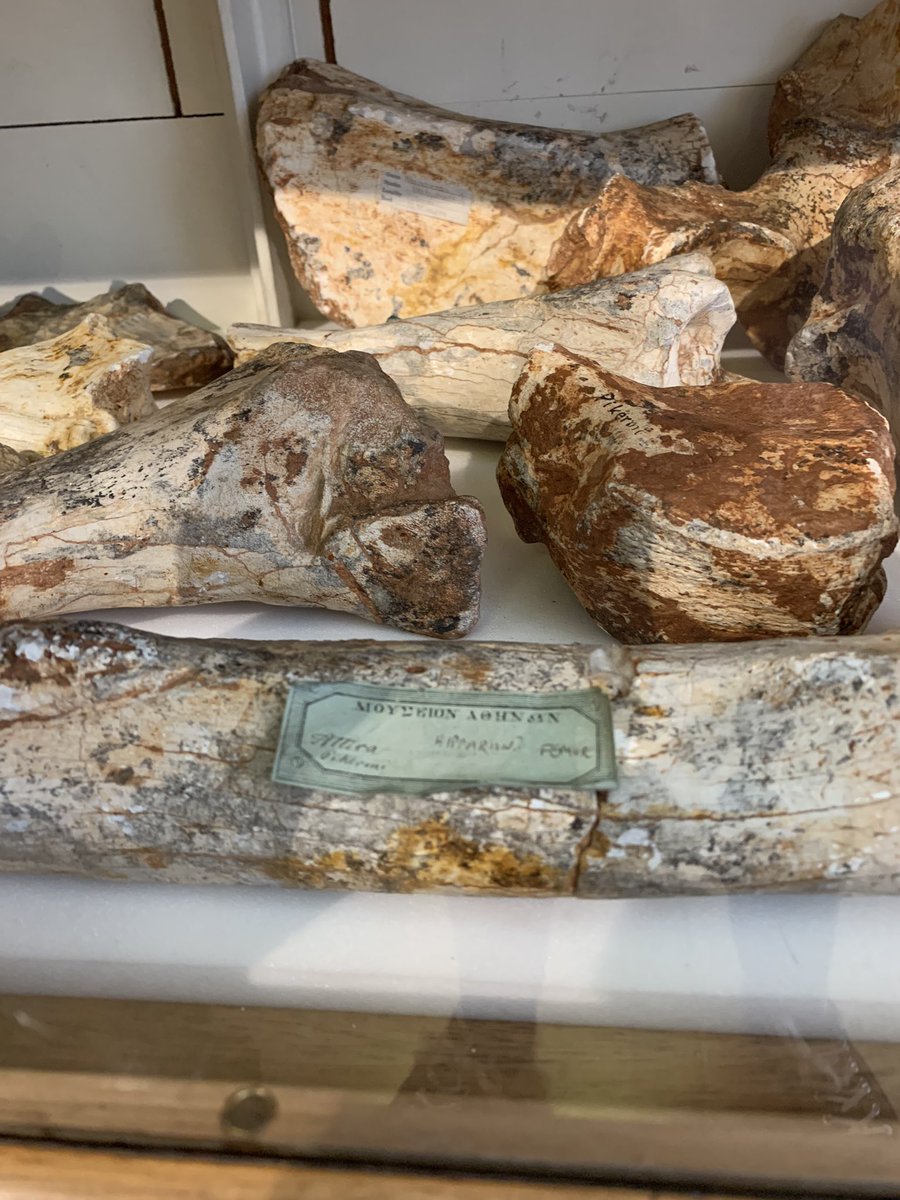 jen_gossman's tweet photo. Had a wonderful day @SedgwickMuseum learning all about what our wonderful #frontofhouse team and the joys of the work, got to end the day looking at some fun displays as a #conservator always looking for signs. Some old adhesive on the hipparion femur @CUConservation #subfossil https://t.co/Byv3PBDEXH