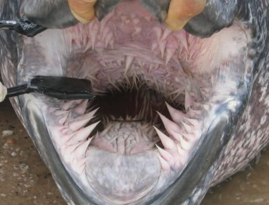 富山湾で網にかかった亀 ウミガメかと思ったらまさかのオサガメでびっくり やべえデカい カッコイイ Togetter