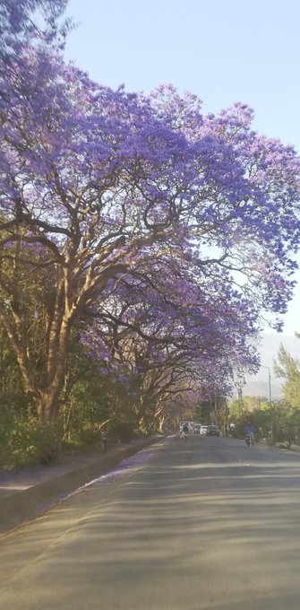 ジャカランダのtwitterイラスト検索結果