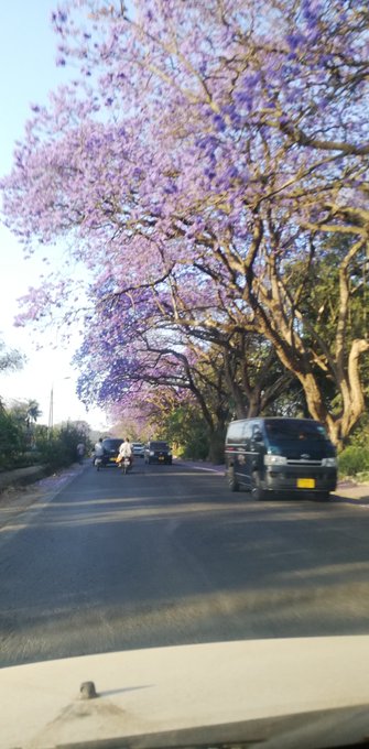 ジャカランダのtwitterイラスト検索結果