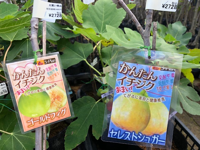 大鵬園 福島県本宮市 A Tuwita こんにちわ 色々な品種のイチジク入荷しました 来店お待ちしております T Co Cn7v8yxknm Tuwita