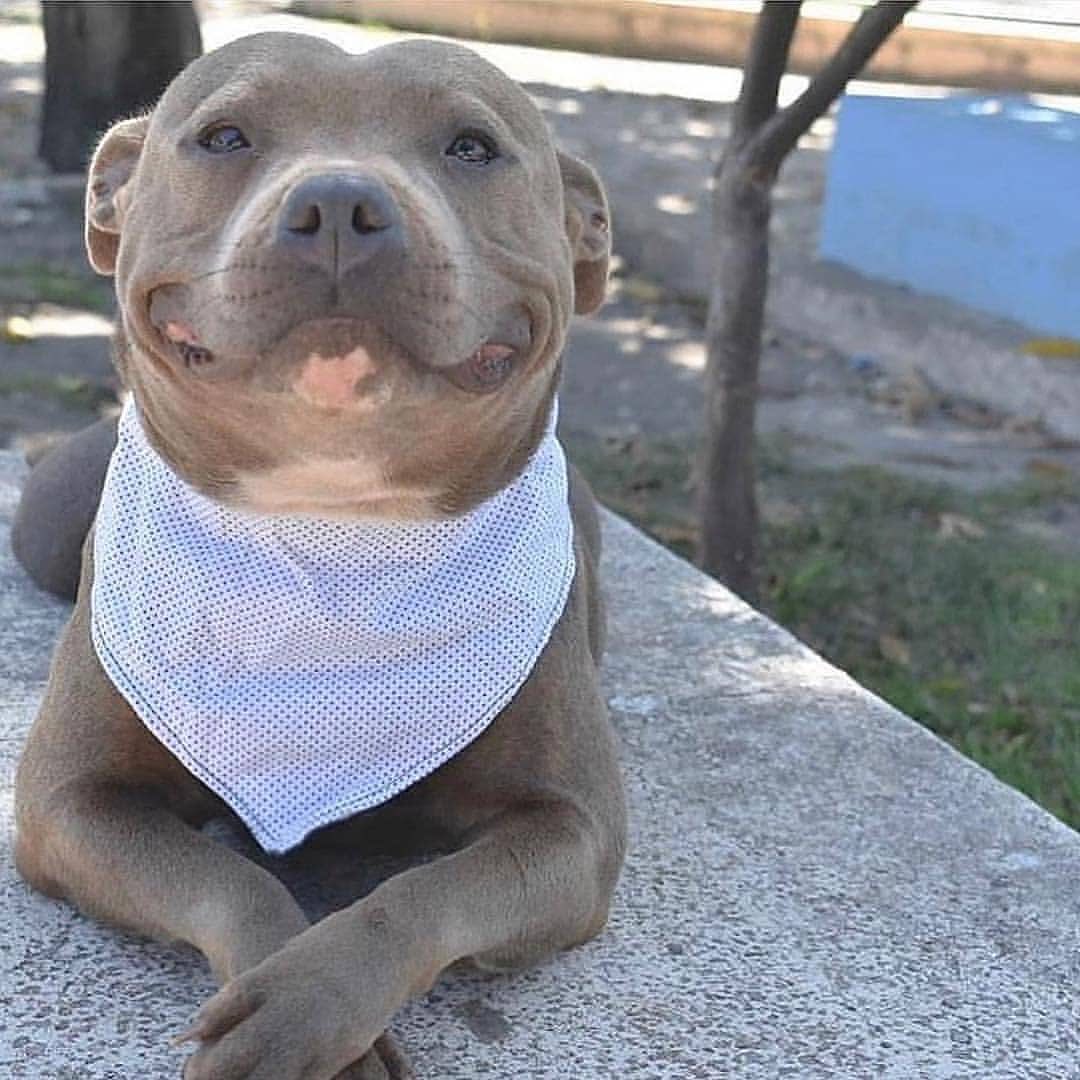 usa_pitbull's tweet photo. Million dollar smile 😊 https://t.co/x0pENF73kb