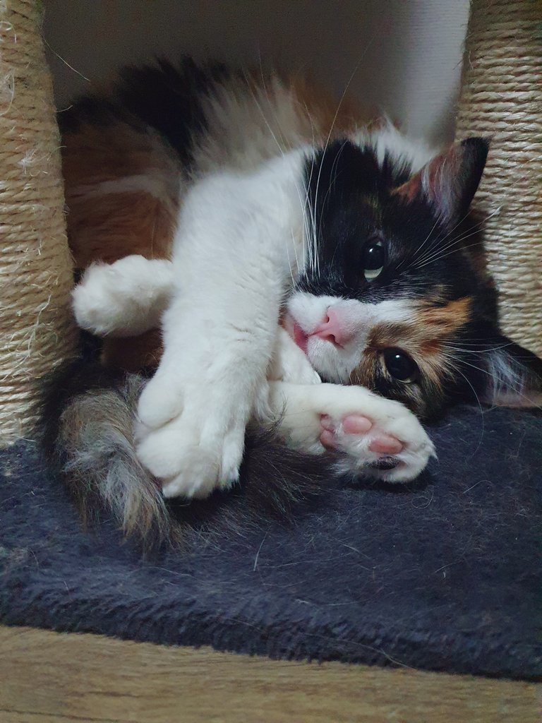 AlizAliiz's tweet photo. My cat and I have a slightly different definition of comfy https://t.co/kXMtRHE9qP