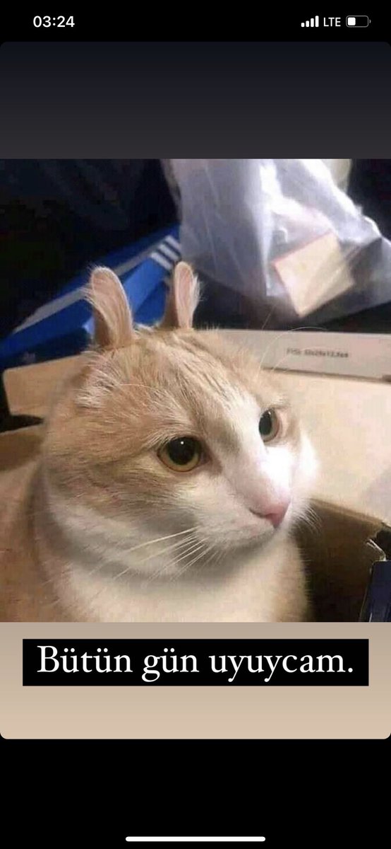 Bütün gün uyucamm