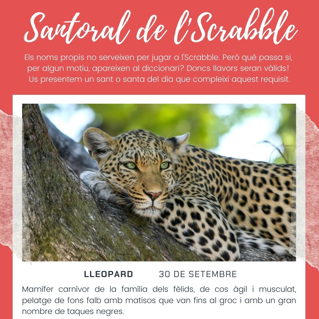 fiscrabblecat's tweet photo. Hem creat un #santoral molt especial: tots els sants i santes que hi apareixen són paraules vàlides per a jugar a #Scrabble en #català. #scrabblecatalà #escrable #scrabbleCAT #scrabbleencatalà #santoraldelscrabble #30setembre #lleopard #setembre
https://t.co/c6dv7MPQbB https://t.co/3PAXpW5LUb