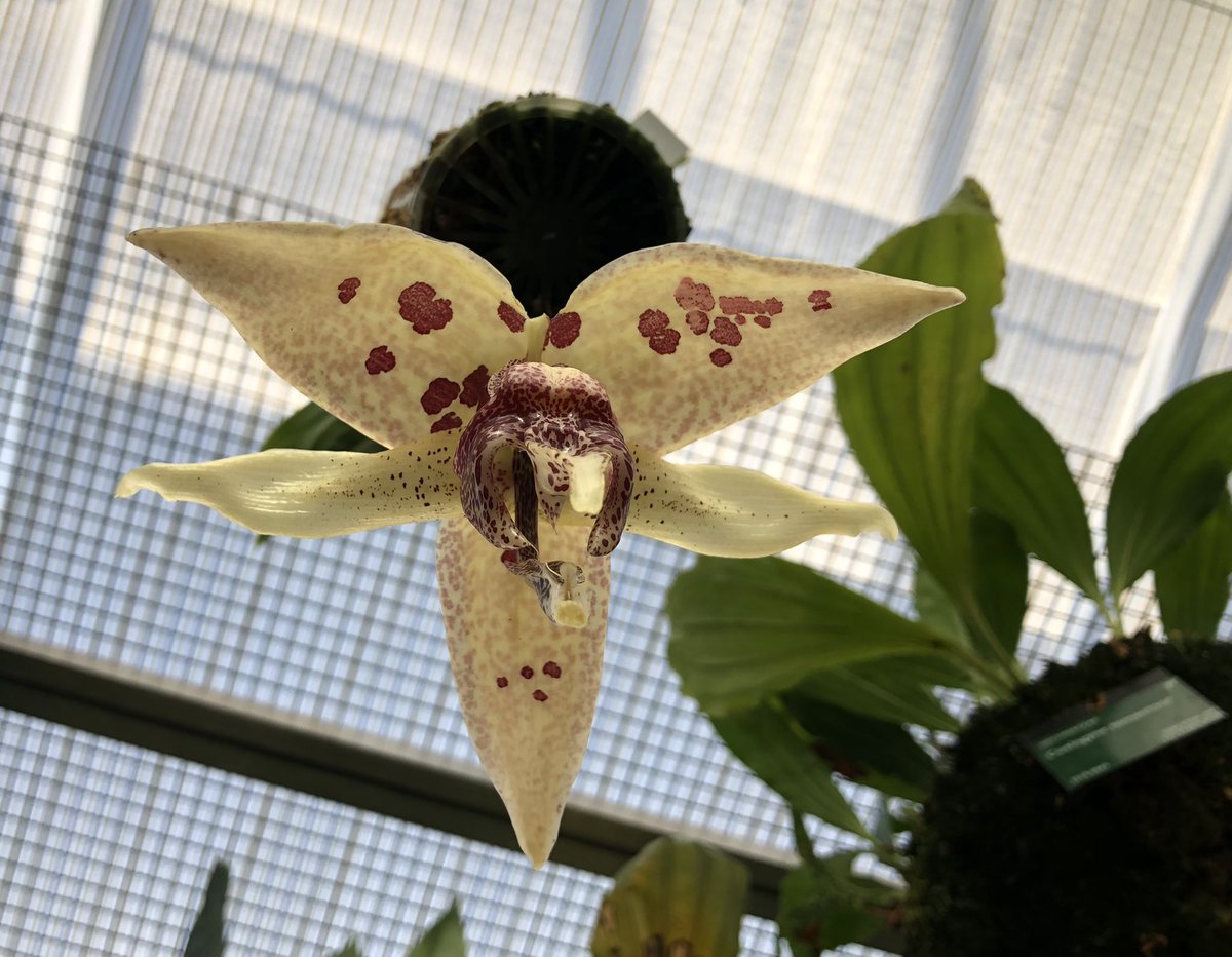 Embreea rodigasiana a close relative of the genus Stanhopea in #Orchidaceae. We have waited and waited for the bud to pop <a href="/walesbotanic/">🏴󠁧󠁢󠁷󠁬󠁳󠁿 Gardd Cymru 🌿 Garden of Wales</a> and it’s finally gone and dun’it! A stunning species from El Choco, #Colombia 🇨🇴, not sure of the scent yet, possibly a note of cut grass…